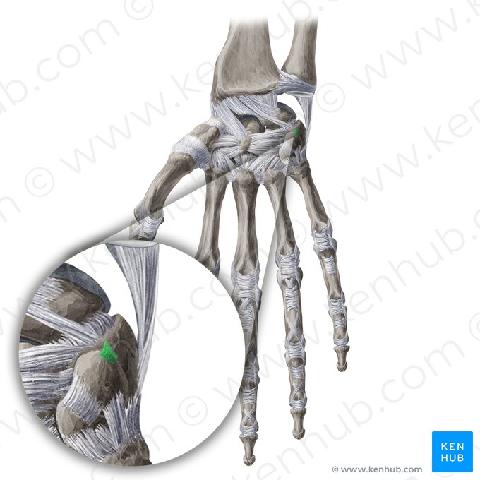 Ligamento pisopiramidal (Ligamentum pisotriquetrum); Imagem: Yousun Koh