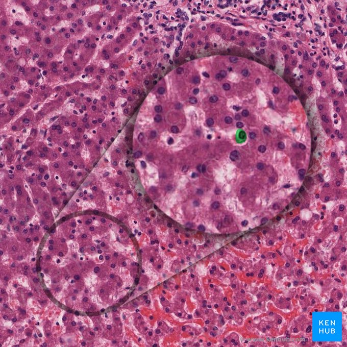 Células estrelladas hepáticas (Cellula perisinusoidalis); Imagen: 