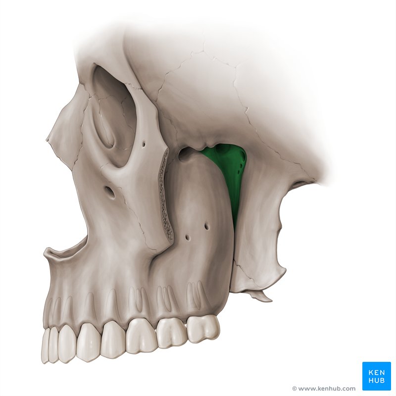 Pterygopalatine fossa (lateral-left view)