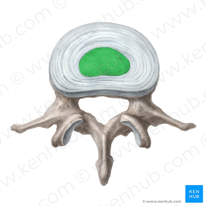 Núcleo pulposo do disco intervertebral (Nucleus pulposus disci intervertebralis); Imagem: Liene Znotina