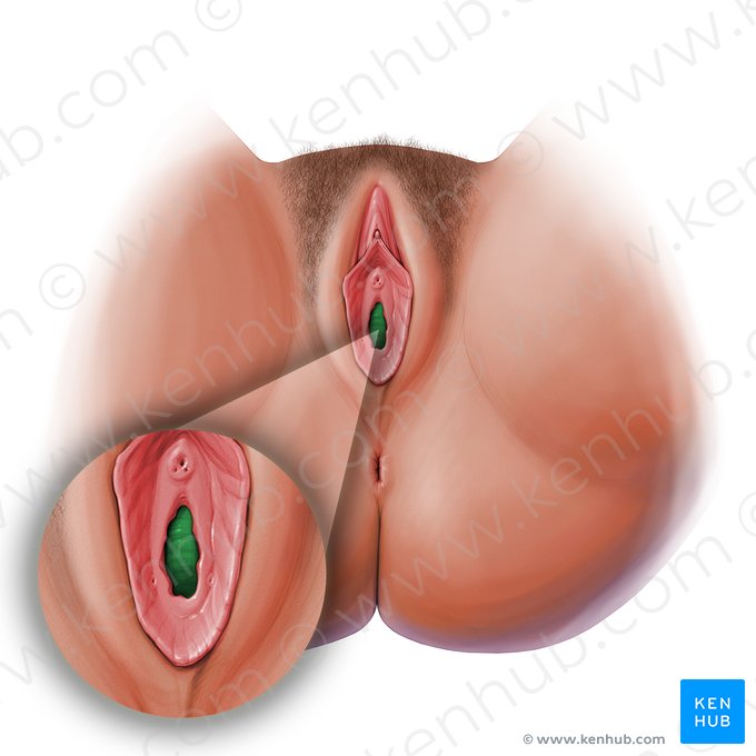 Vaginal orifice (Ostium vaginae); Image: Paul Kim