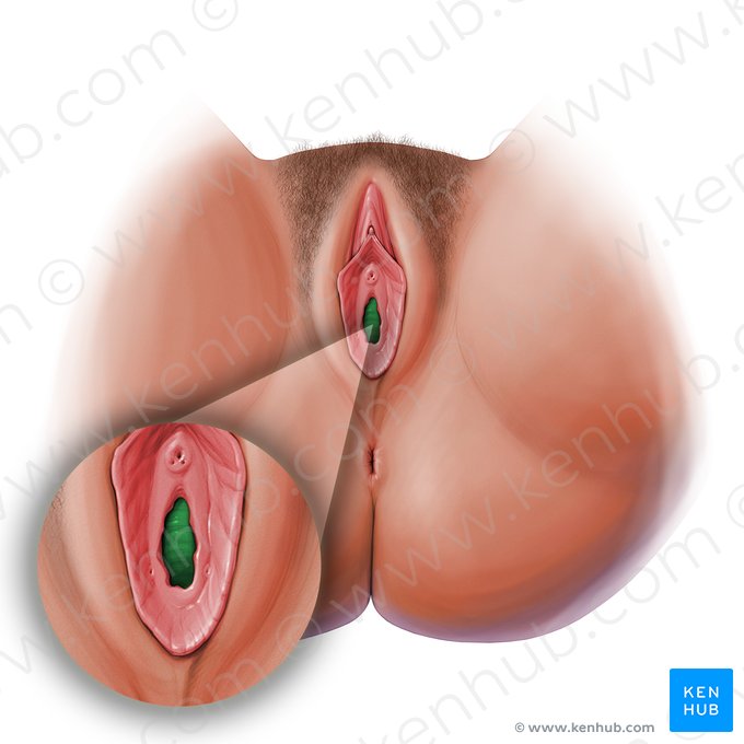 Óstio da vagina (Ostium vaginae); Imagem: Paul Kim