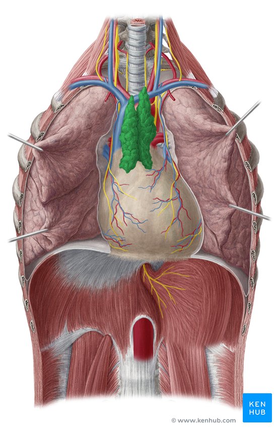 Timo: Anatomía, histología y función | Kenhub