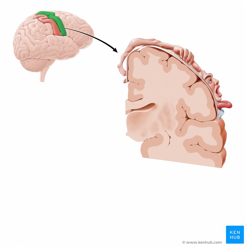 Precentral gyrus - cross-sectional view