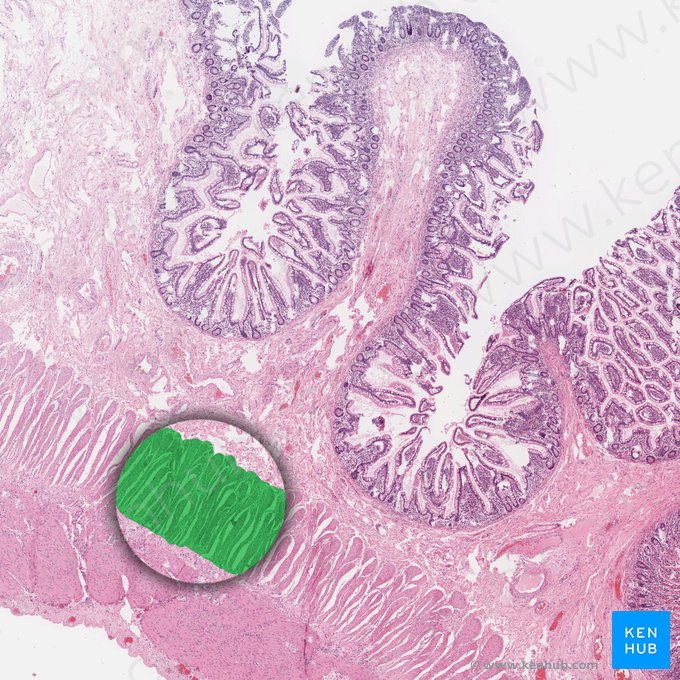 Inner circular layer of muscular coat (Stratum circulare internum tunicae muscularis); Image: 