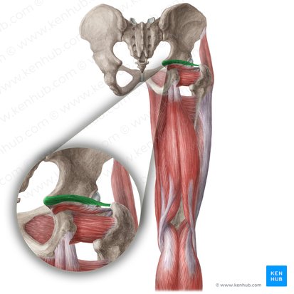 Musculus gemellus superior (Oberer Zwillingsmuskel); Bild: Liene Znotina
