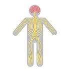 Functional divisions of the nervous system