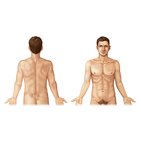 Dorsal vs Ventral