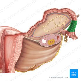 Infundibulum of uterine tube (Infundibulum tubae uterinae); Image: Samantha Zimmerman