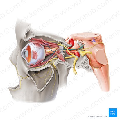 Oculomotor nerve (Nervus oculomotorius); Image: Paul Kim