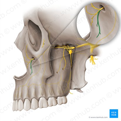 Superior labial branches of Infraorbital nerve (Rami labiales superiores nervi infraorbitalis); Image: Paul Kim