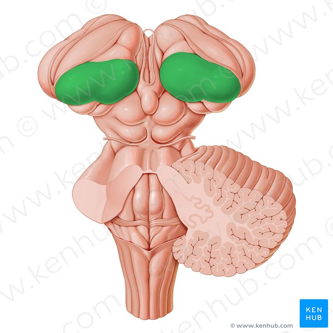 Pulvinar del tálamo (Pulvinar thalami); Imagen: Paul Kim