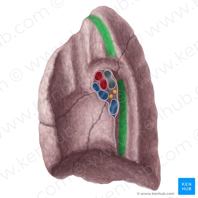Impressio oesophagea pulmonis dextri (Speiseröhrenabdruck der rechten Lunge); Bild: Yousun Koh