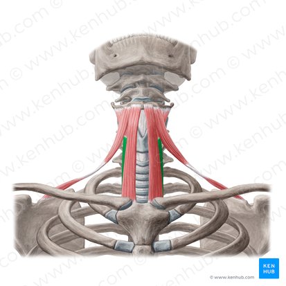 Músculo esternotiroideo (Musculus sternothyroideus); Imagen: Yousun Koh