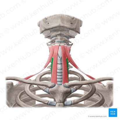 Sternothyroid muscle (Musculus sternothyroideus); Image: Yousun Koh