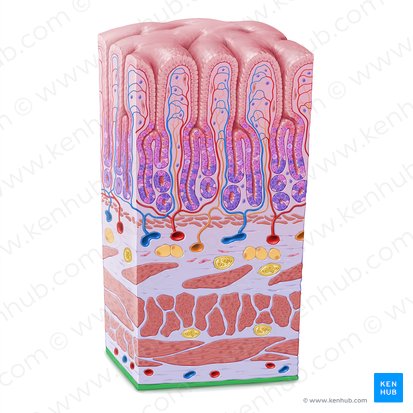 Mesothelium (Mesothel); Bild: Paul Kim