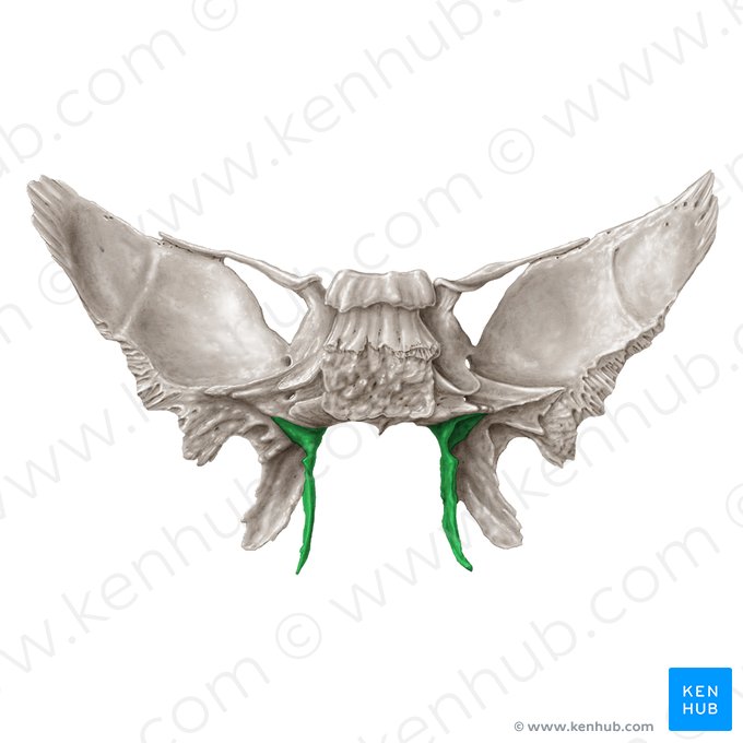 Lâmina medial do processo pterigóideo do osso esfenoide (Lamina medialis processus pterygoidei ossis sphenoidalis); Imagem: Samantha Zimmerman