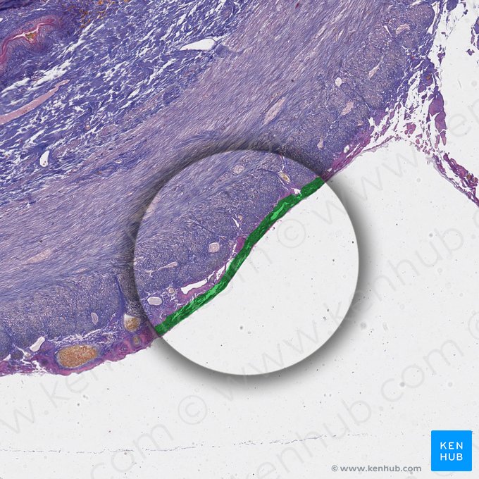 Peritoneum viscerale (Viszerales Blatt des Bauchfells); Bild: 