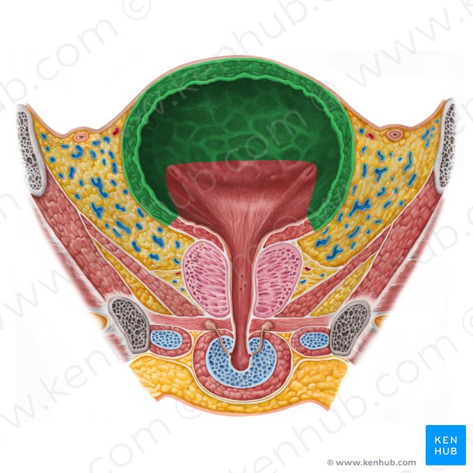Corpo da bexiga (Corpus vesicae urinariae); Imagem: Irina Münstermann