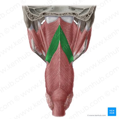 Músculo constrictor medio de la faringe (Musculus constrictor medius pharyngis); Imagen: Yousun Koh