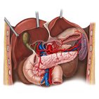 Arteries of the pancreas, duodenum and spleen