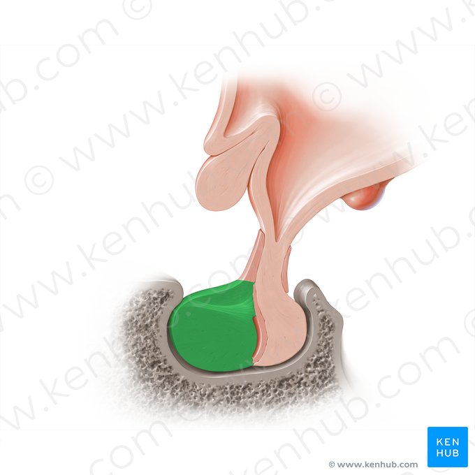 Porción distal de la hipófisis (Pars distalis hypophysis); Imagen: Paul Kim