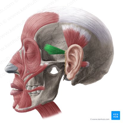 Músculo auricular anterior (Musculus auricularis anterior); Imagen: Yousun Koh