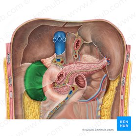 Right kidney (Ren dexter); Image: Irina Münstermann