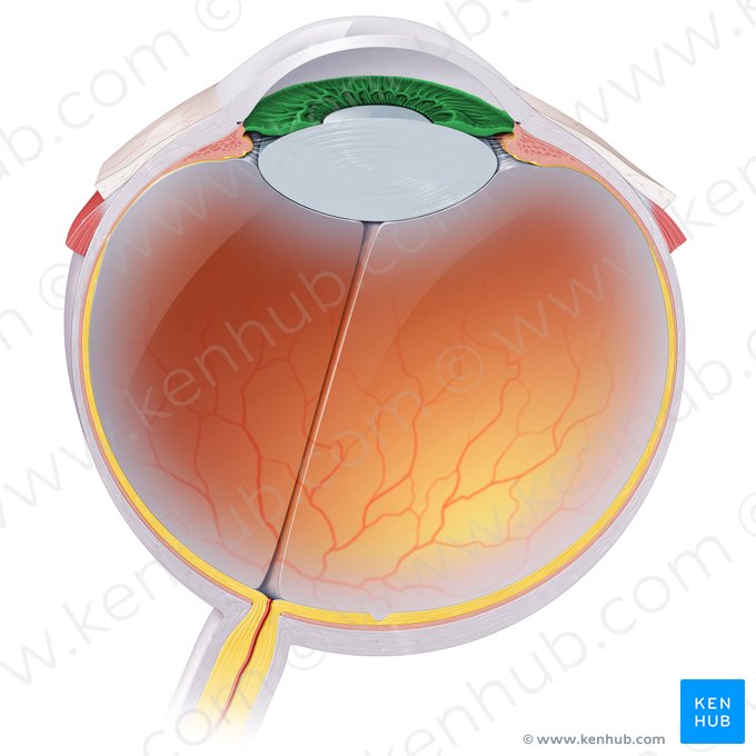 Iris; Image : Paul Kim