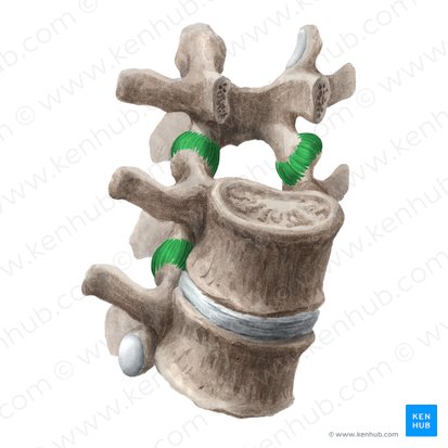 Articular capsule of zygapophyseal joint (Capsula articularis articulationis zygapophysialis); Image: Liene Znotina