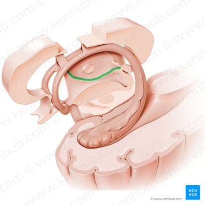 Surco hipotalámico (Sulcus hypothalamicus); Imagen: Paul Kim