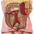 Left colic artery