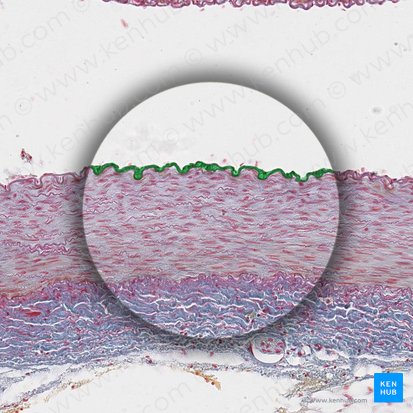 Endothelium arteriae (Endothel der Arterie); Bild: 