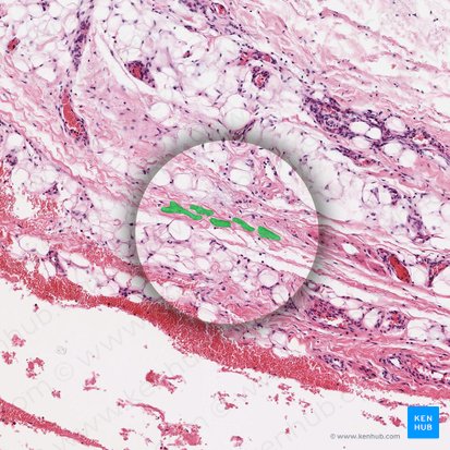 Sustancia fundamental (Substantia fundamentalis); Imagen: 