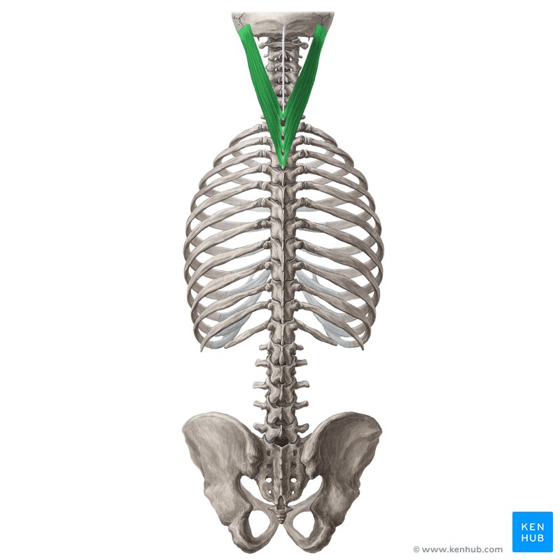 Splenius capitis muscle (musculus splenius capitis)