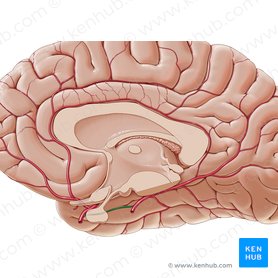 Blood supply to the brain: Anatomy of cerebral arteries | Kenhub