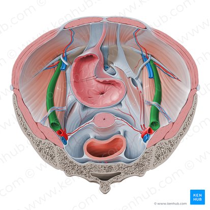 Arteria ilíaca externa (Arteria iliaca externa); Imagen: Paul Kim