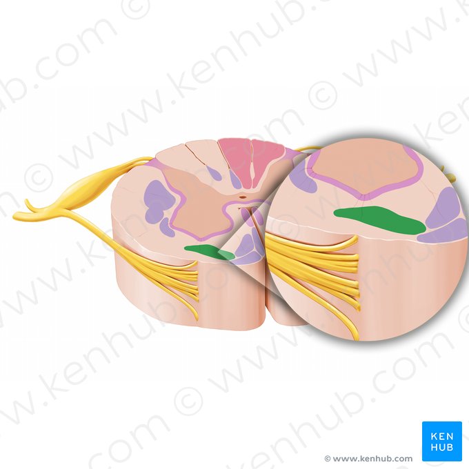 Trato vestibuloespinal (Tractus vestibulospinalis); Imagem: Paul Kim