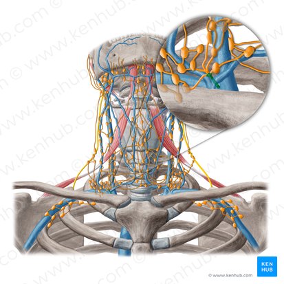 Ducto linfático direito (Ductus lymphaticus dexter); Imagem: Yousun Koh