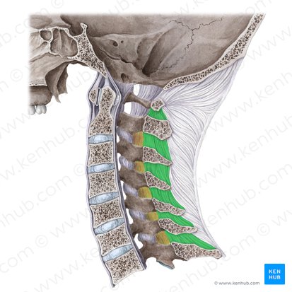 Interspinous ligament (Ligamentum interspinale); Image: Liene Znotina