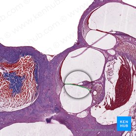 Basilar membrane of cochlear duct (Lamina basilaris ducti cochlearis); Image: 