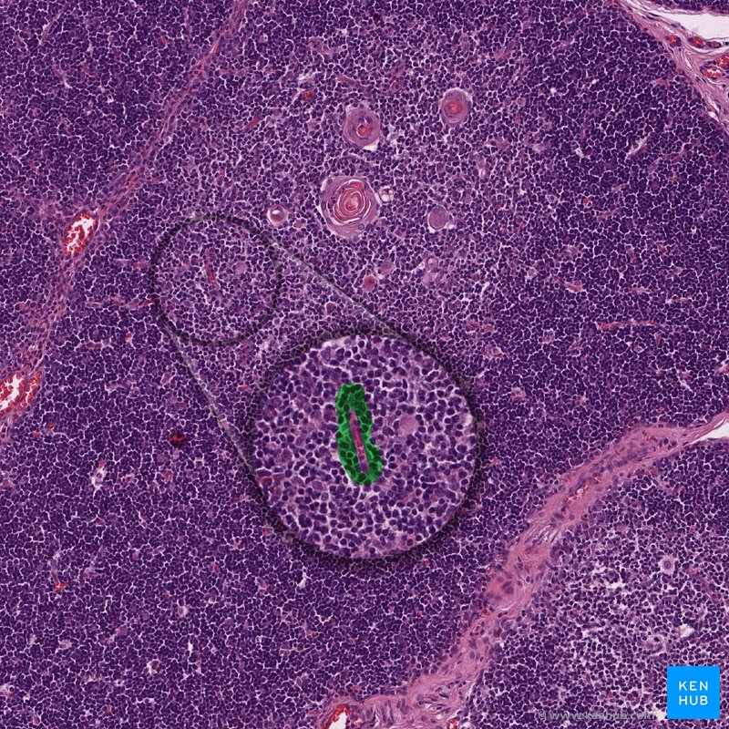 Blood-thymus barrier (histological slide)