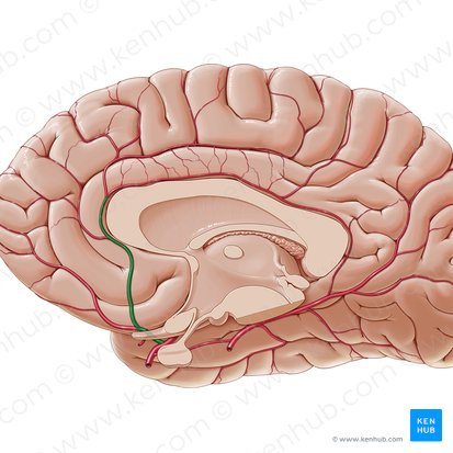 Anterior cerebral artery (Arteria anterior cerebri); Image: Paul Kim