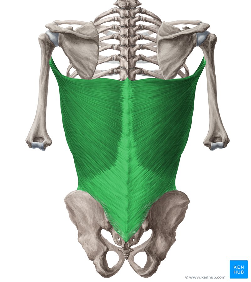 Músculo Latíssimo do Dorso - vista posterior (verde)