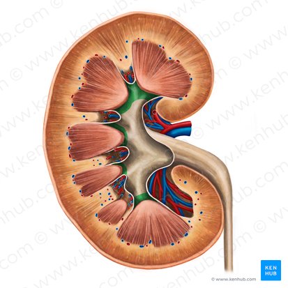 Minor renal calices (Calices renales minores); Image: Irina Münstermann