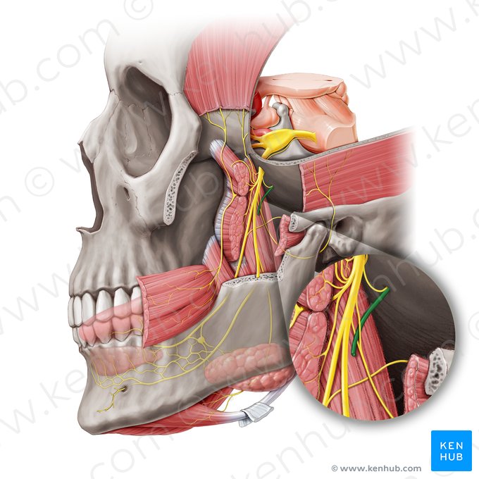 Middle meningeal artery (Arteria meningea media); Image: Paul Kim