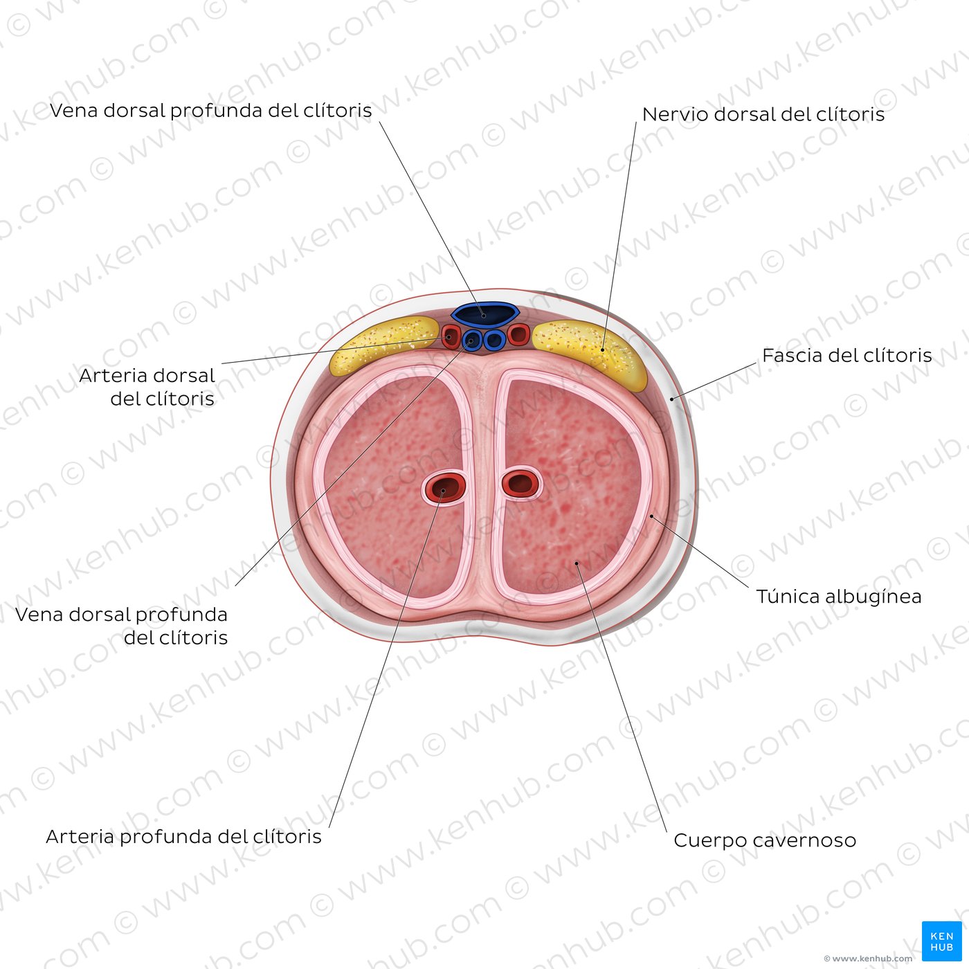 Estructura interna del clítoris