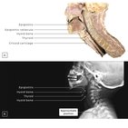 Applied and clinical anatomy