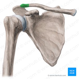 Acromial end of clavicle (Extremitas acromialis claviculae); Image: Yousun Koh