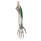 Extensor carpi radialis longus muscle